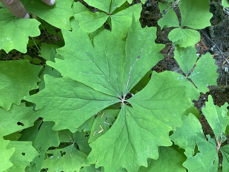 Deer's Foot photo 2