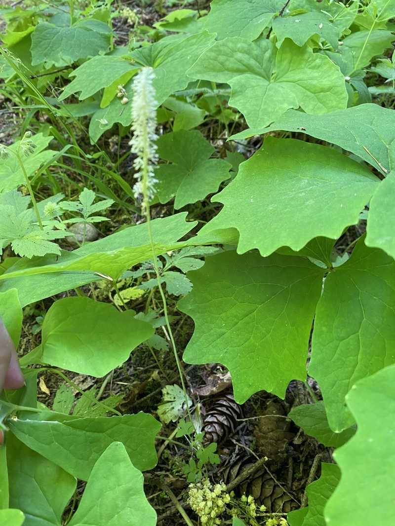 Deer's Foot photo 4