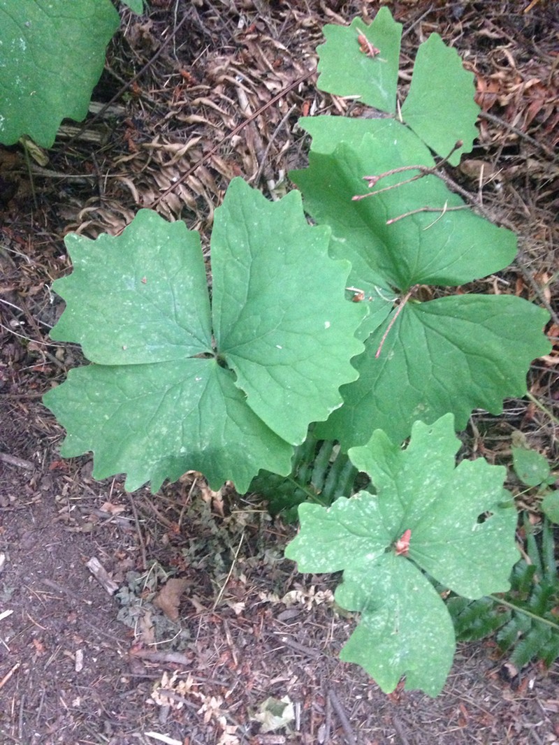 Deer's Foot photo 6