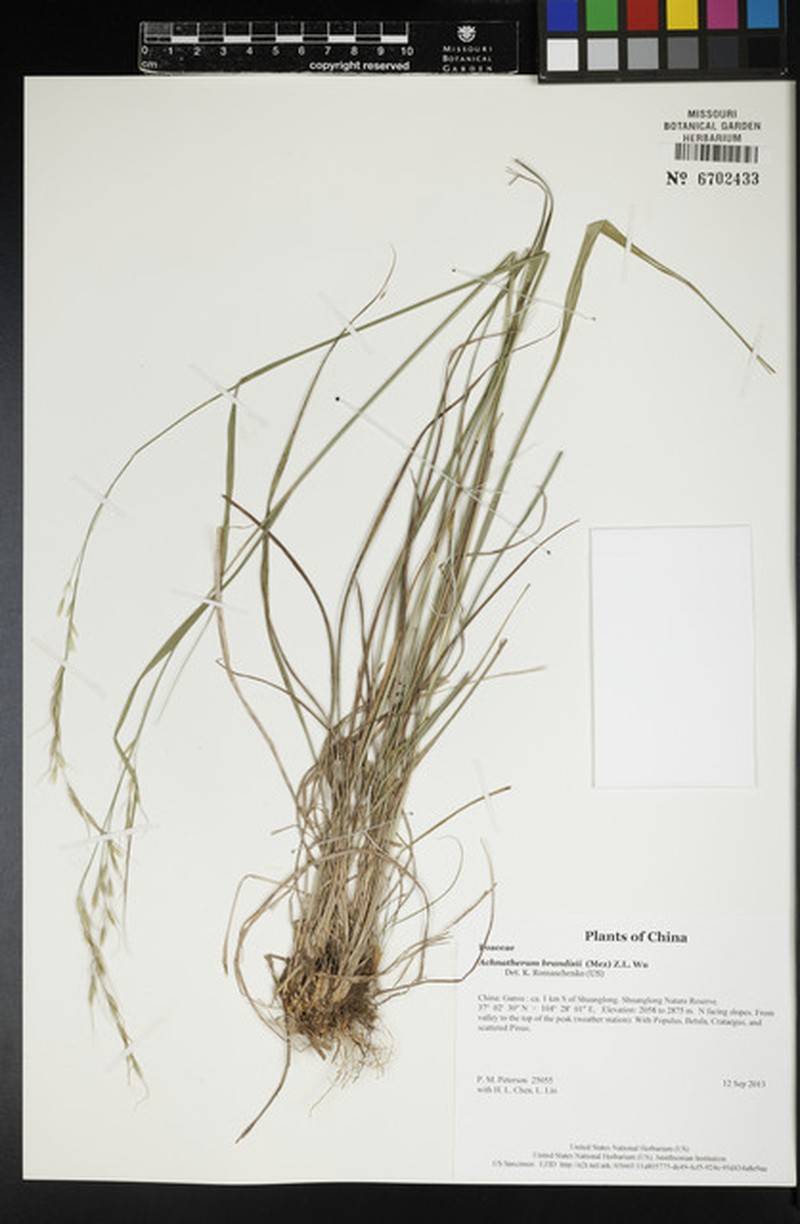 Achnatherum brandisii