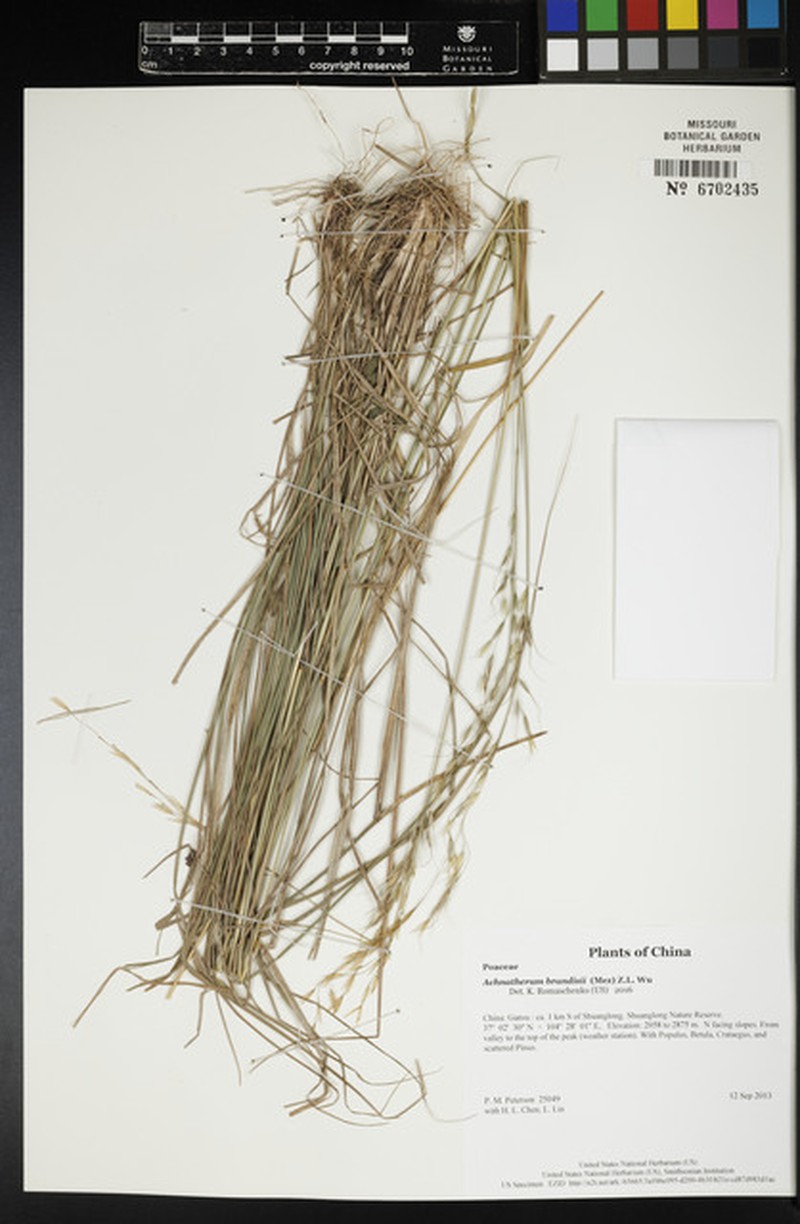 Achnatherum brandisii photo 2
