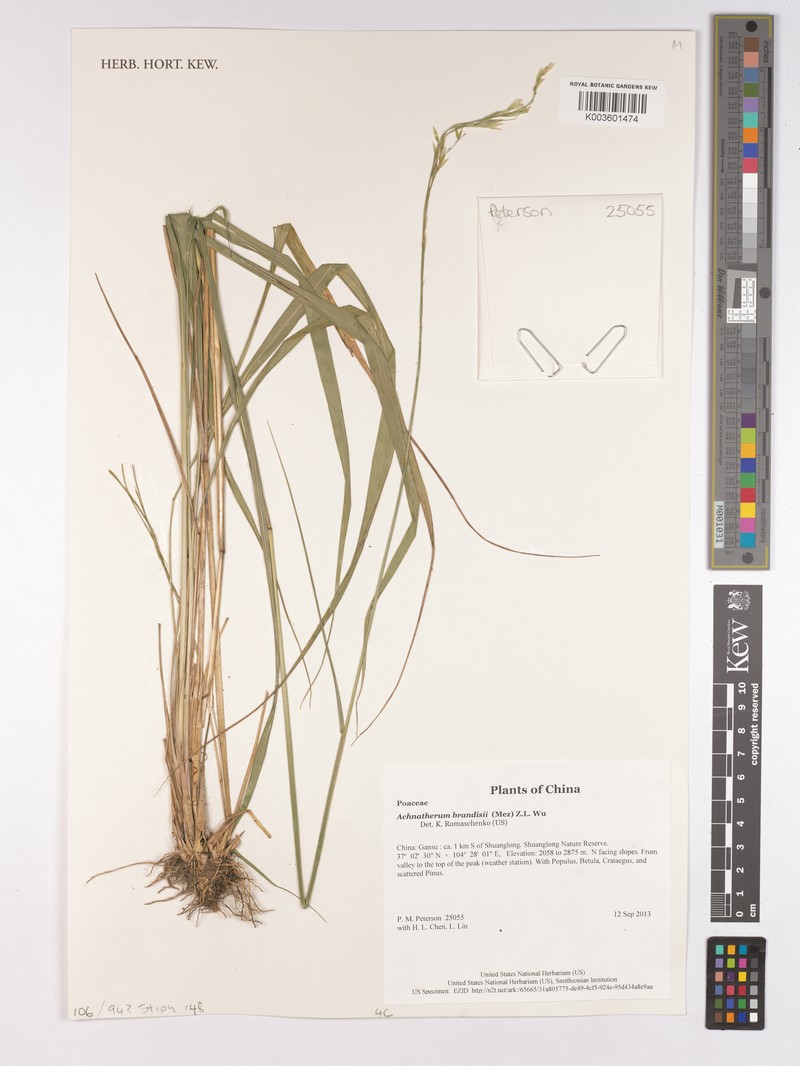 Achnatherum brandisii photo 3