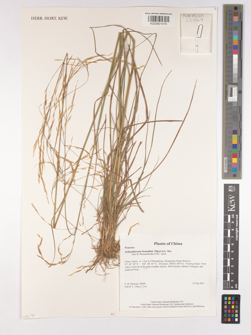Achnatherum brandisii photo 4