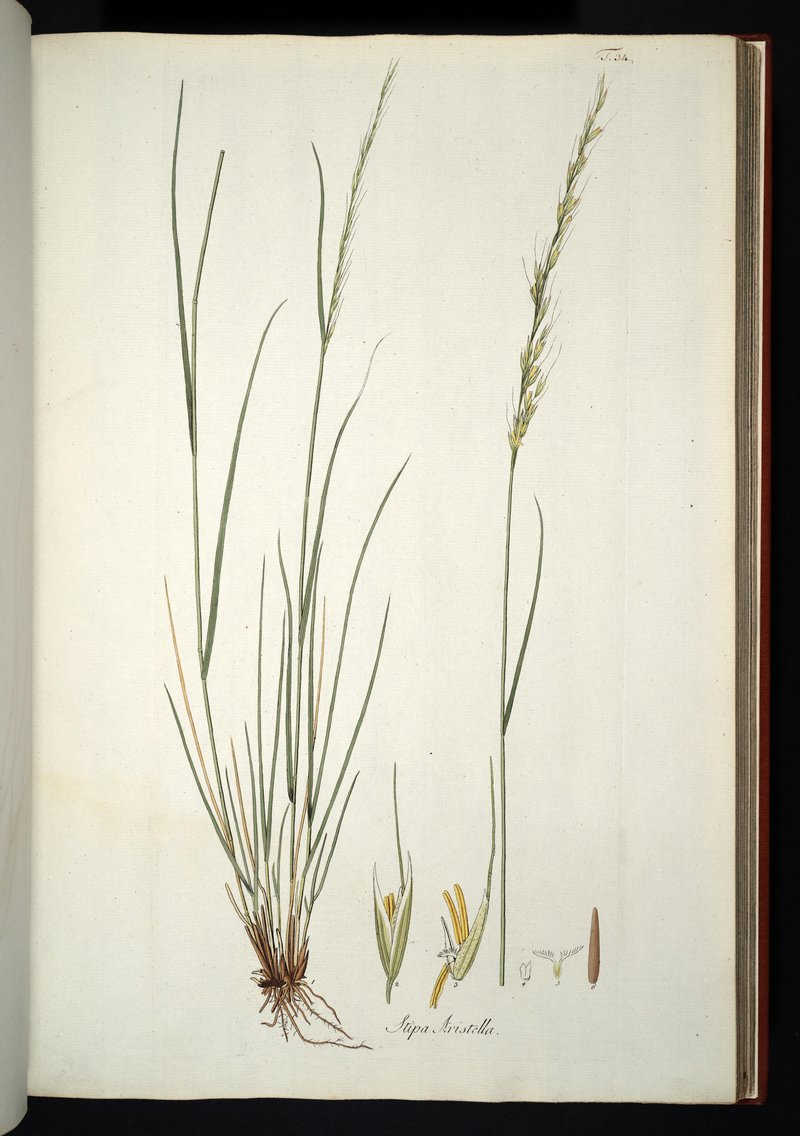 Achnatherum bromoides