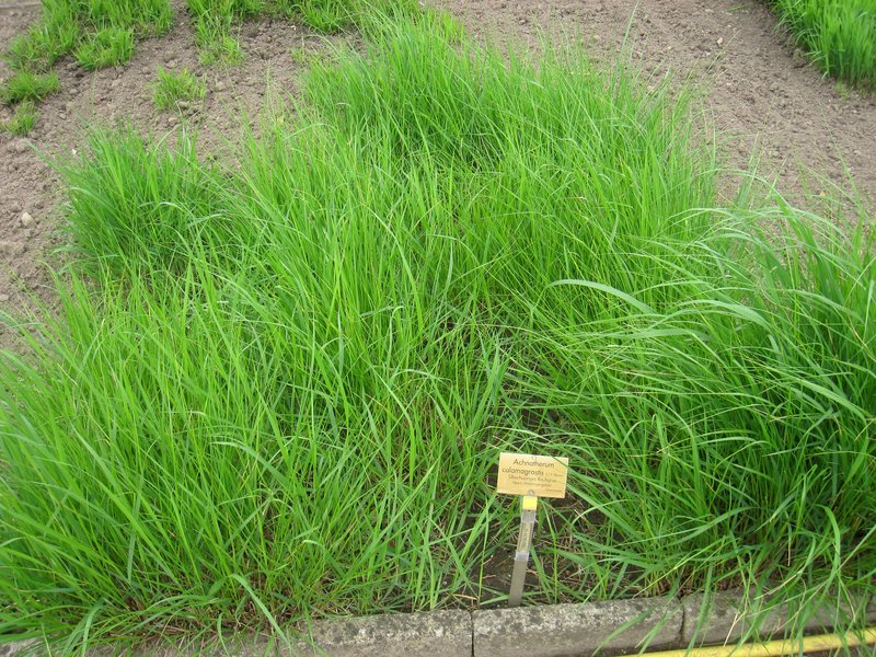 Achnatherum calamagrostis