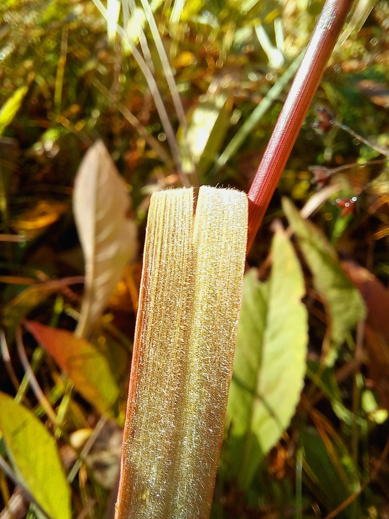 Achnatherum confusum photo 4