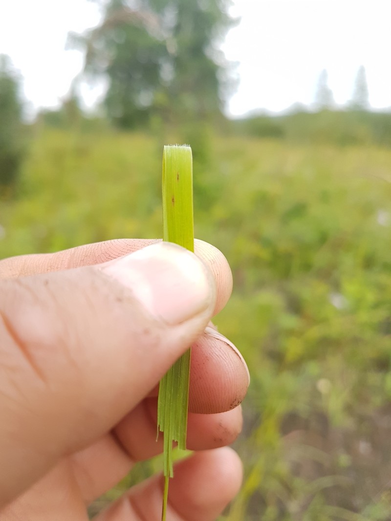 Achnatherum confusum photo 6