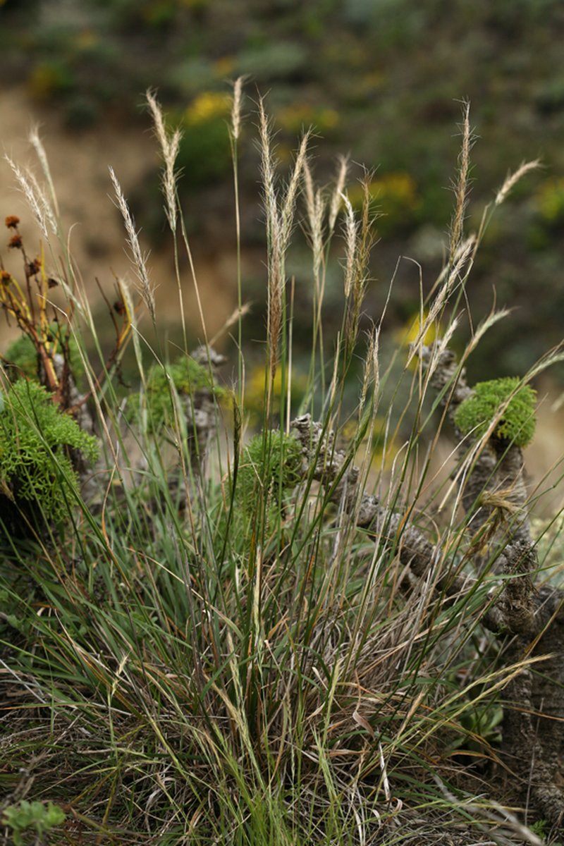 San Diego Needlegrass