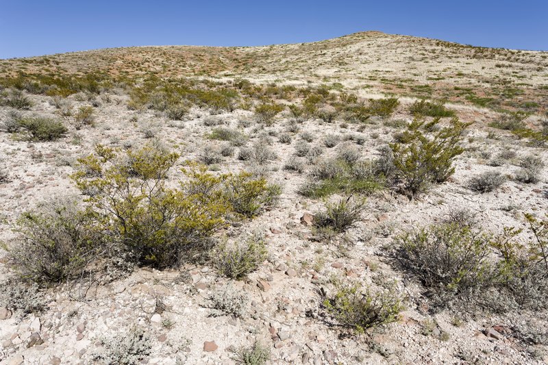 Southwestern Needlegrass
