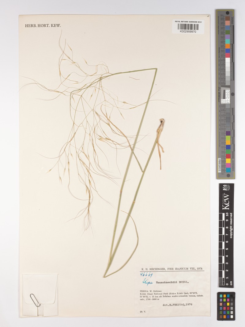 Stipa haussknechtii