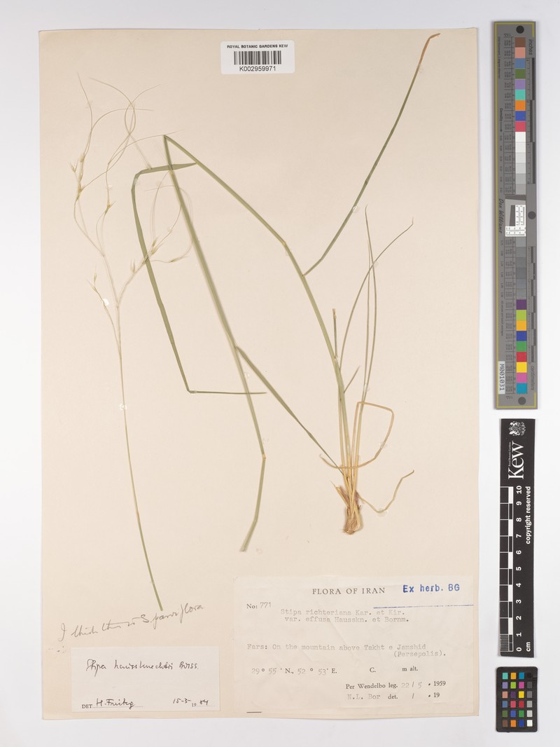 Stipa haussknechtii photo 2