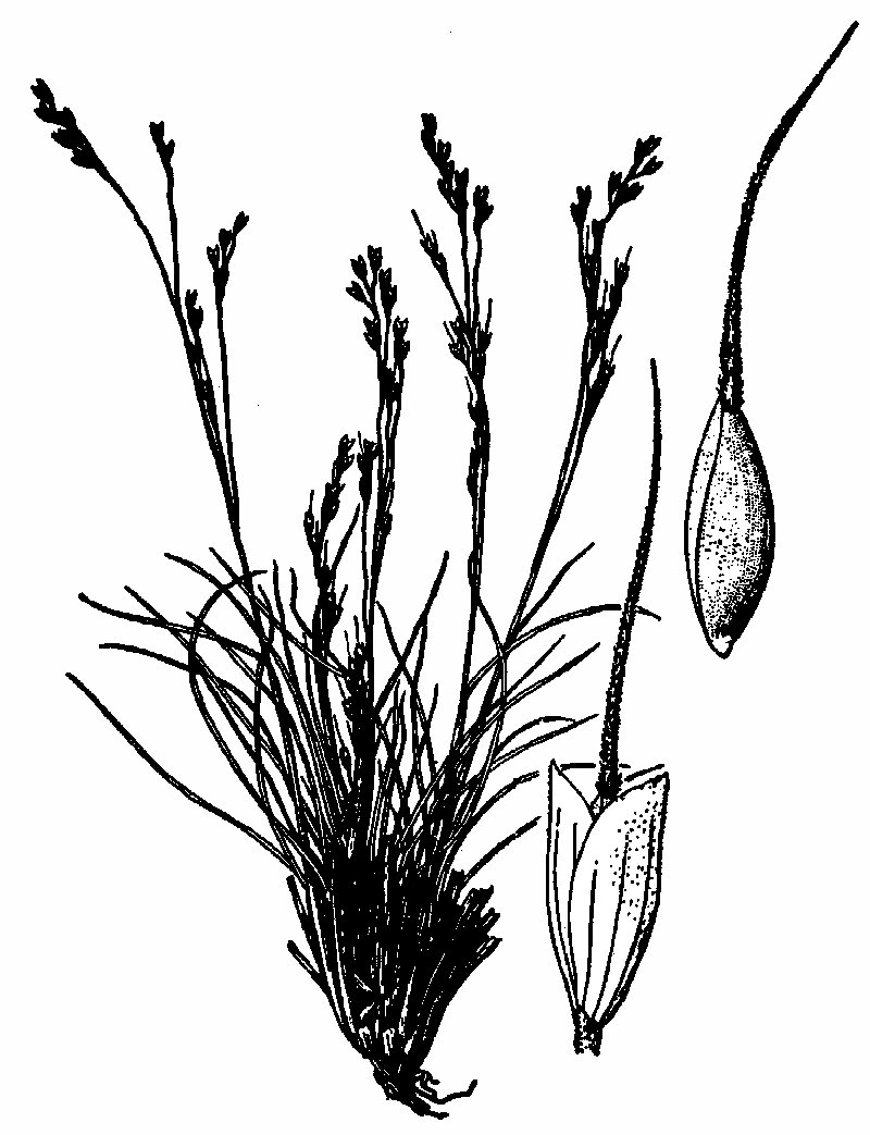 Henderson's Needlegrass