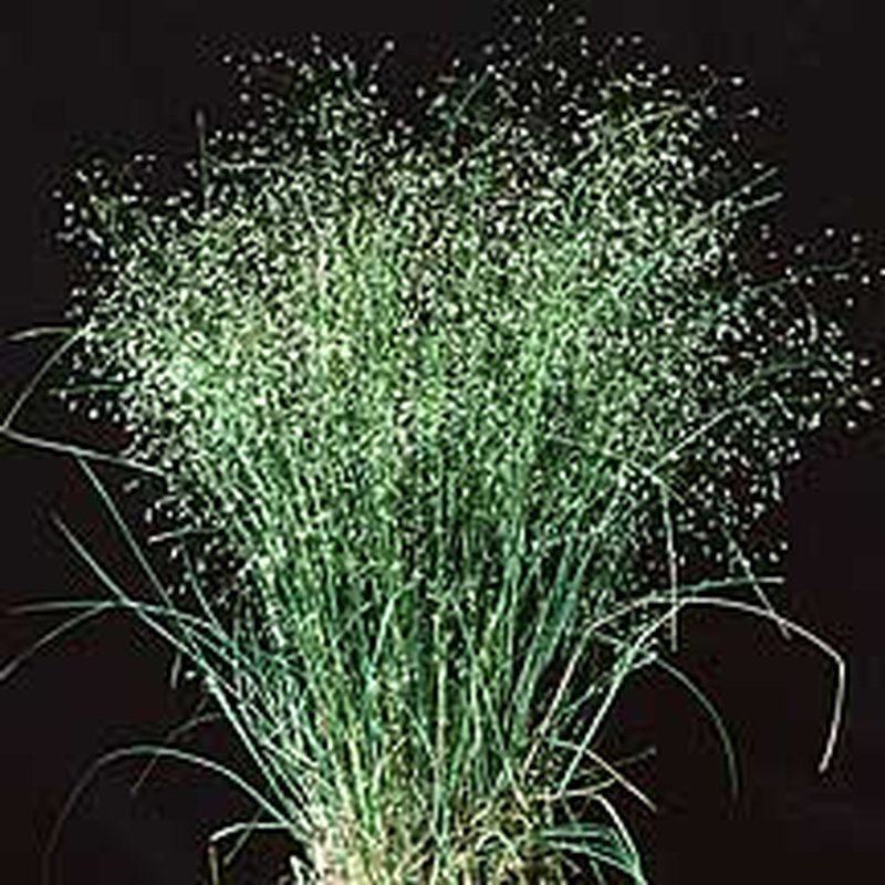 Indian Ricegrass