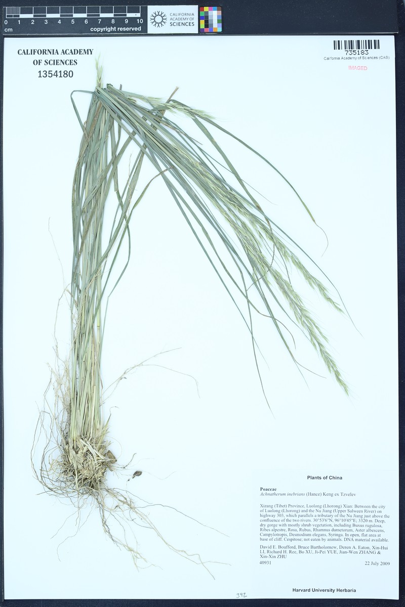 Achnatherum inebrians