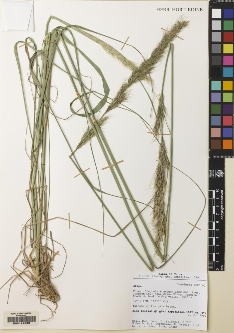 Achnatherum inebrians photo 2