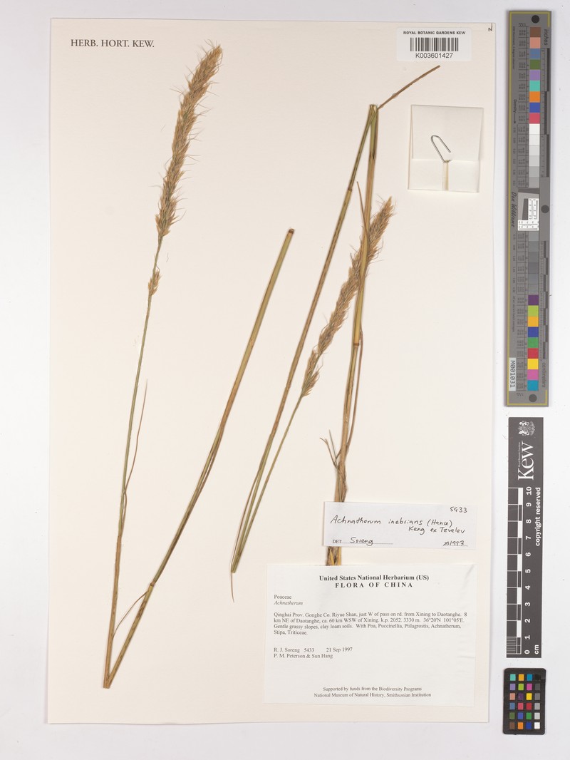 Achnatherum inebrians photo 3