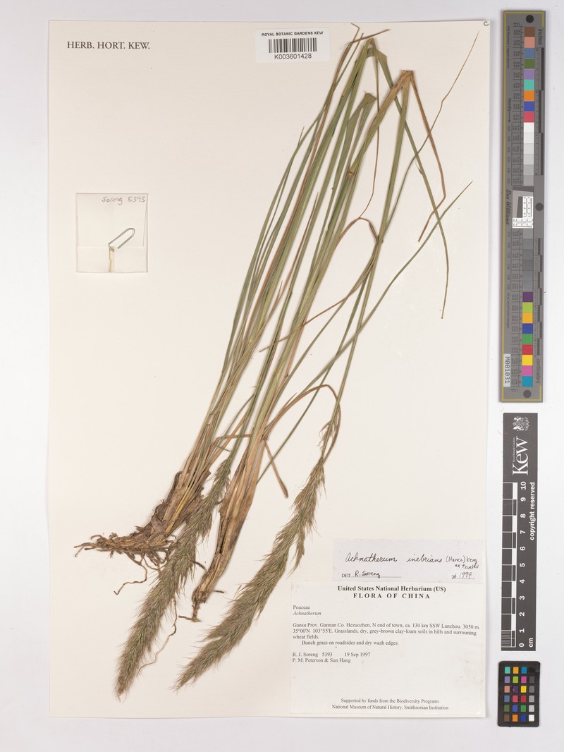 Achnatherum inebrians photo 4