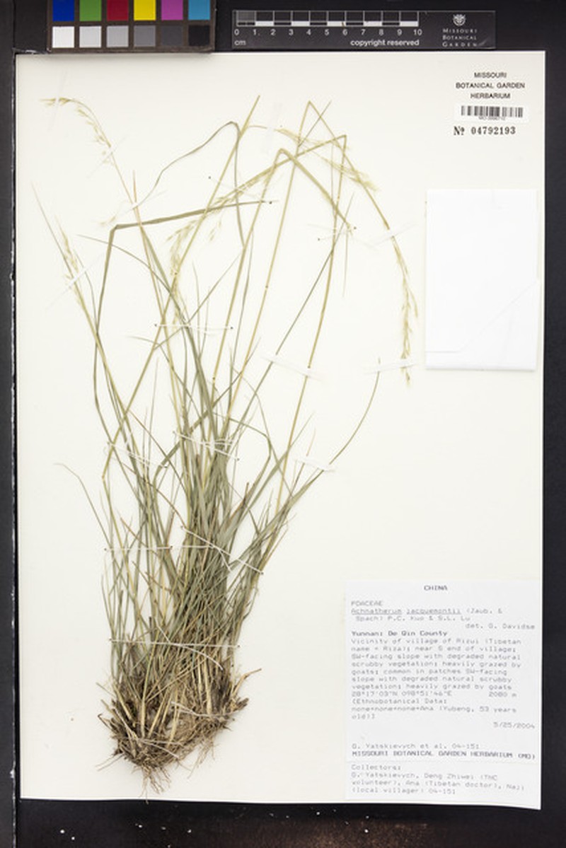 Achnatherum jacquemontii
