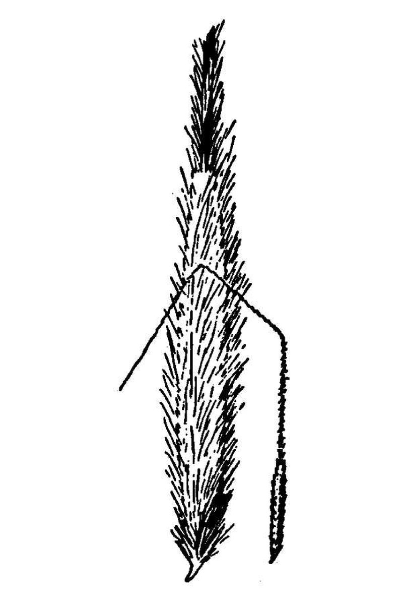 Sierra Needlegrass