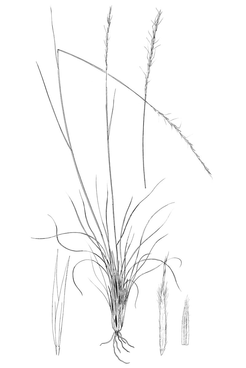 Letterman's Needlegrass