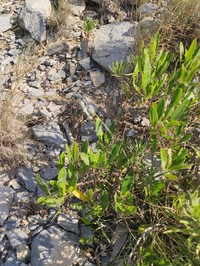 Achnatherum mandavillei