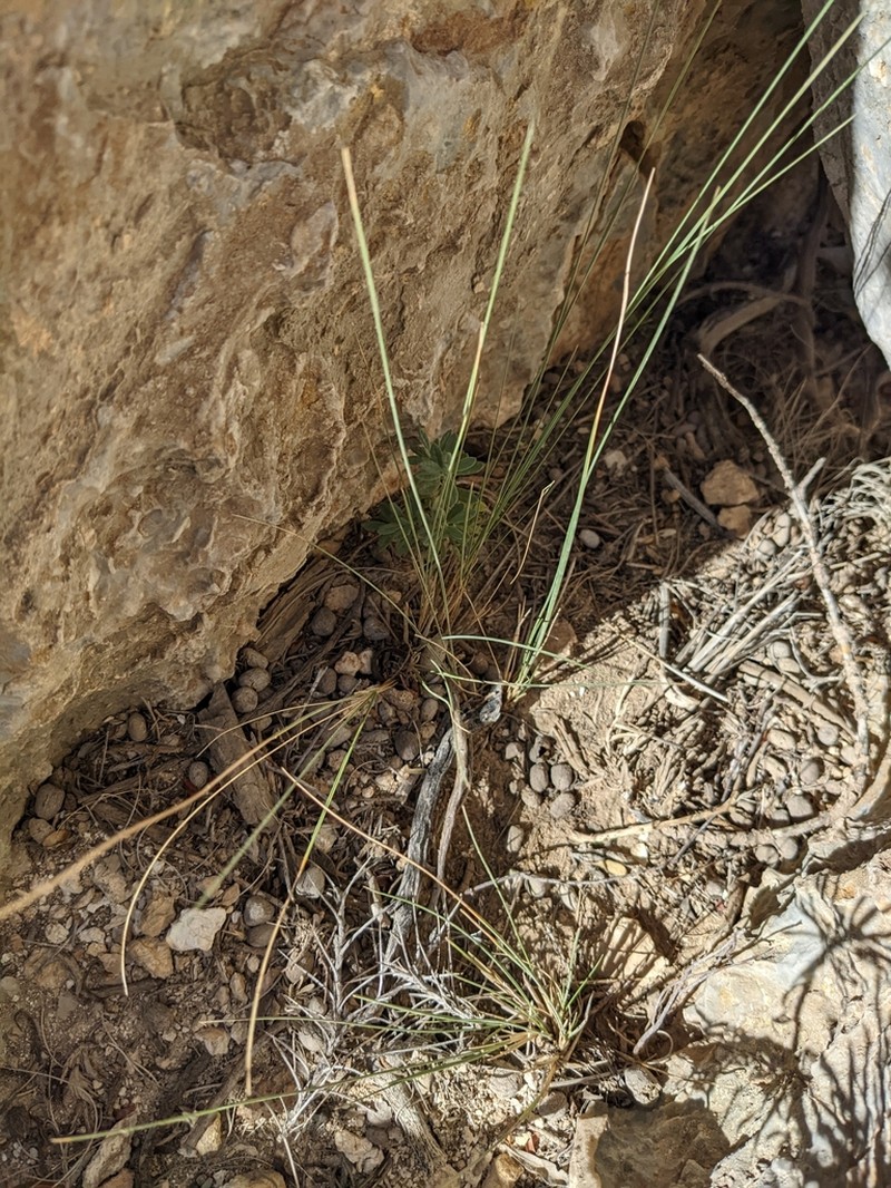 Achnatherum mandavillei photo 2