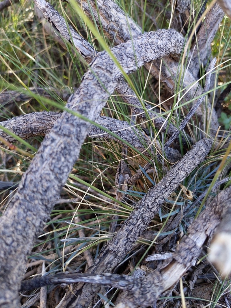 Achnatherum mandavillei photo 3