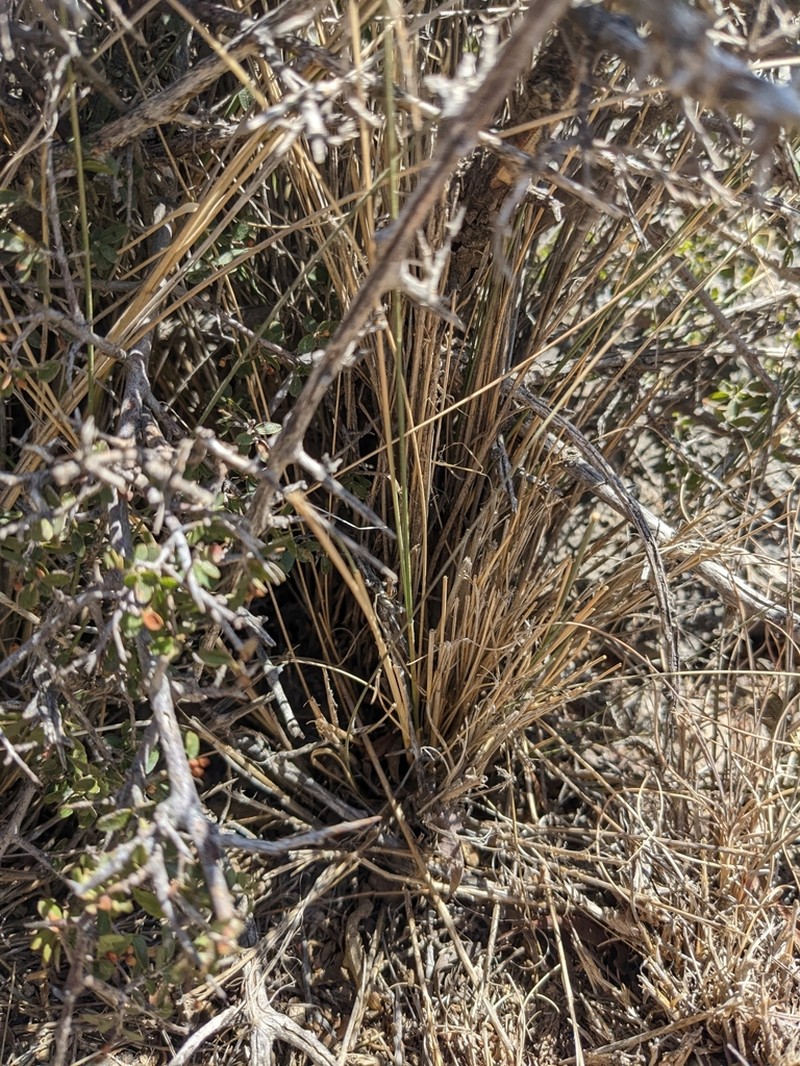 Achnatherum mandavillei photo 4