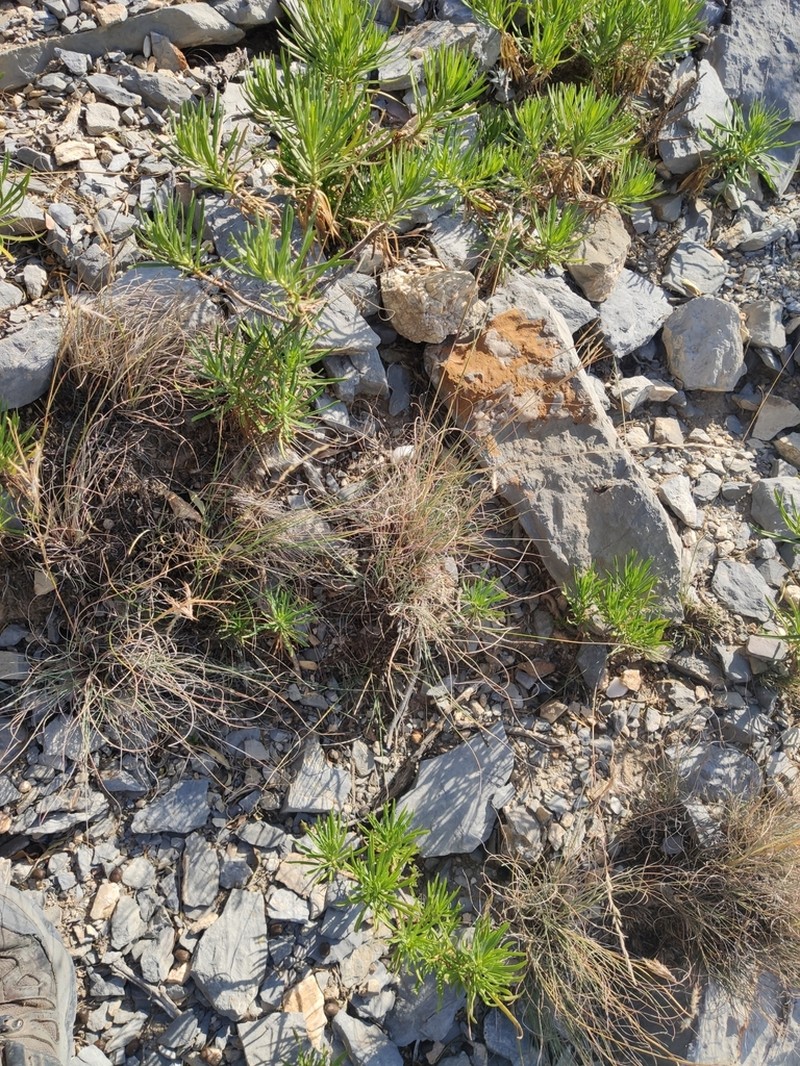 Achnatherum mandavillei photo 5