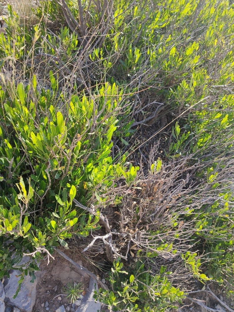 Achnatherum mandavillei photo 6