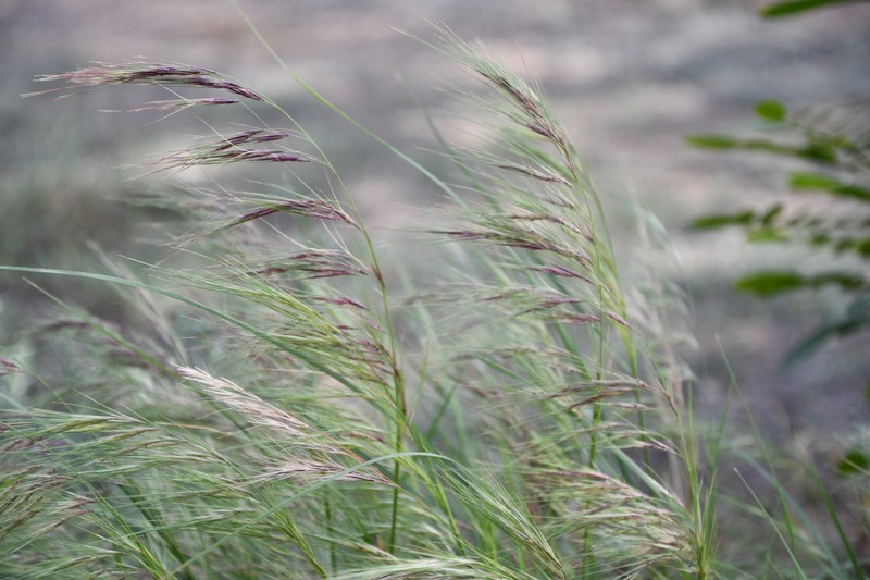 Achnatherum mandavillei photo 8