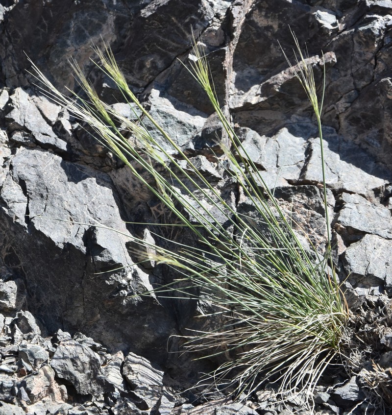 Achnatherum pelliotii