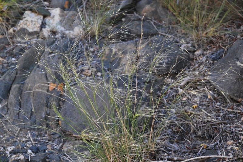 Achnatherum pelliotii photo 2