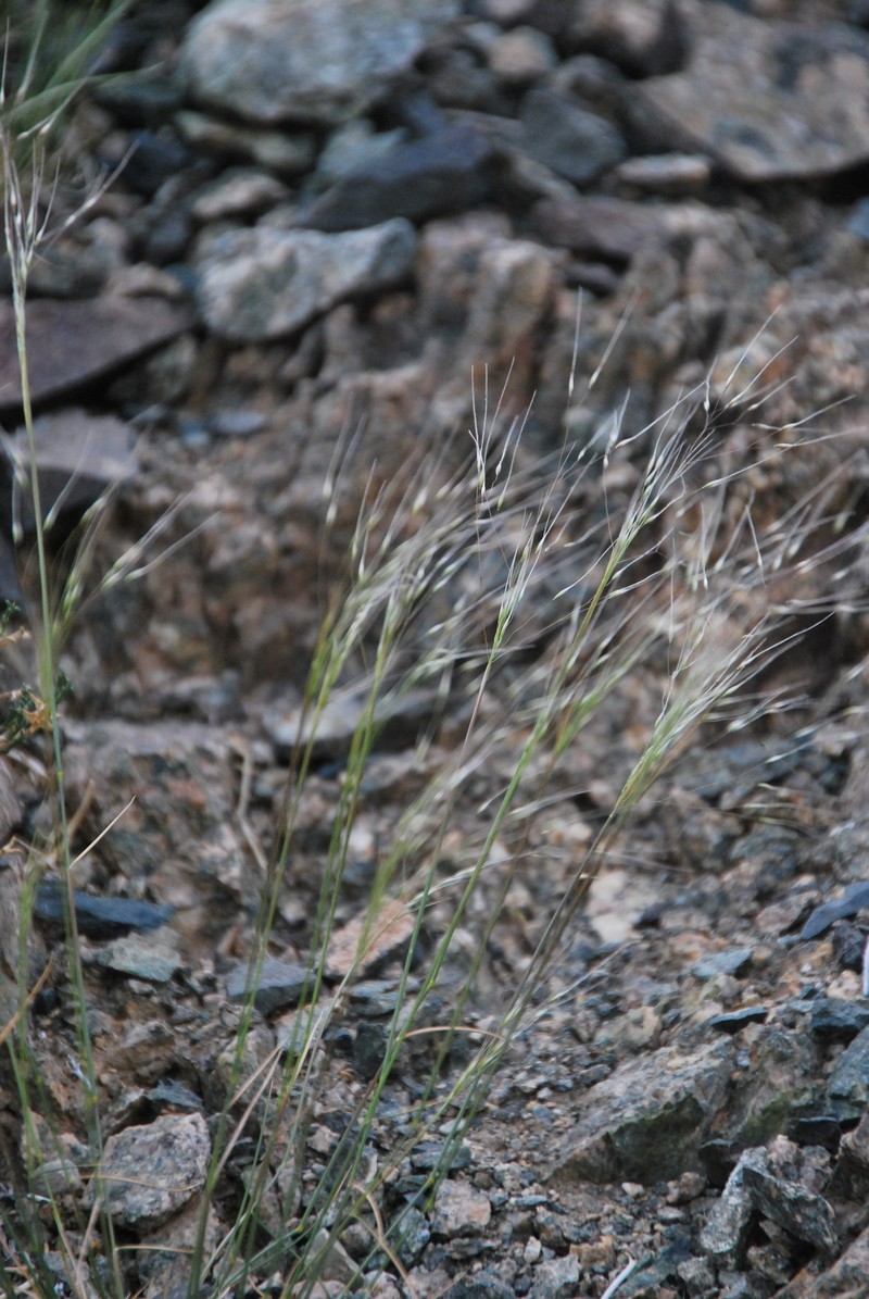 Achnatherum pelliotii photo 3