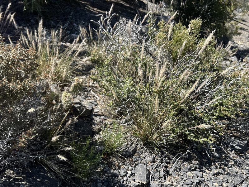 Desert Needlegrass photo 2