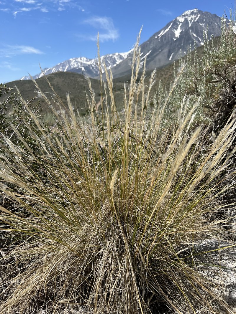 Desert Needlegrass photo 3