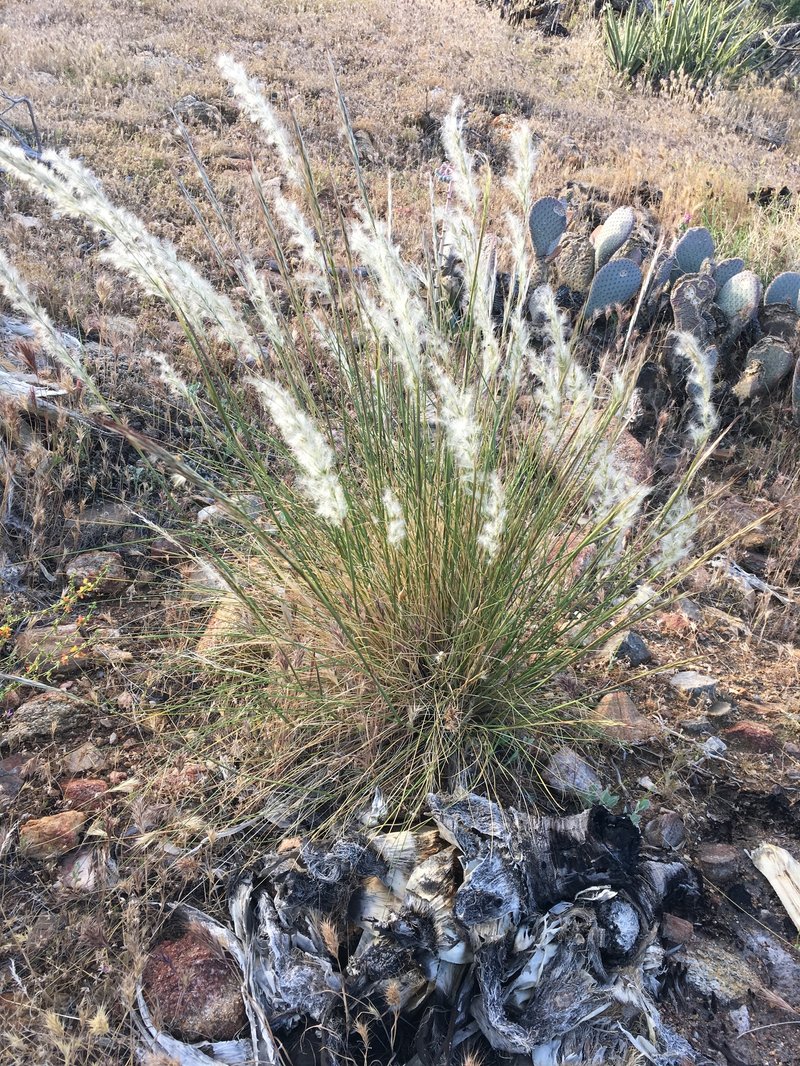 Desert Needlegrass photo 4
