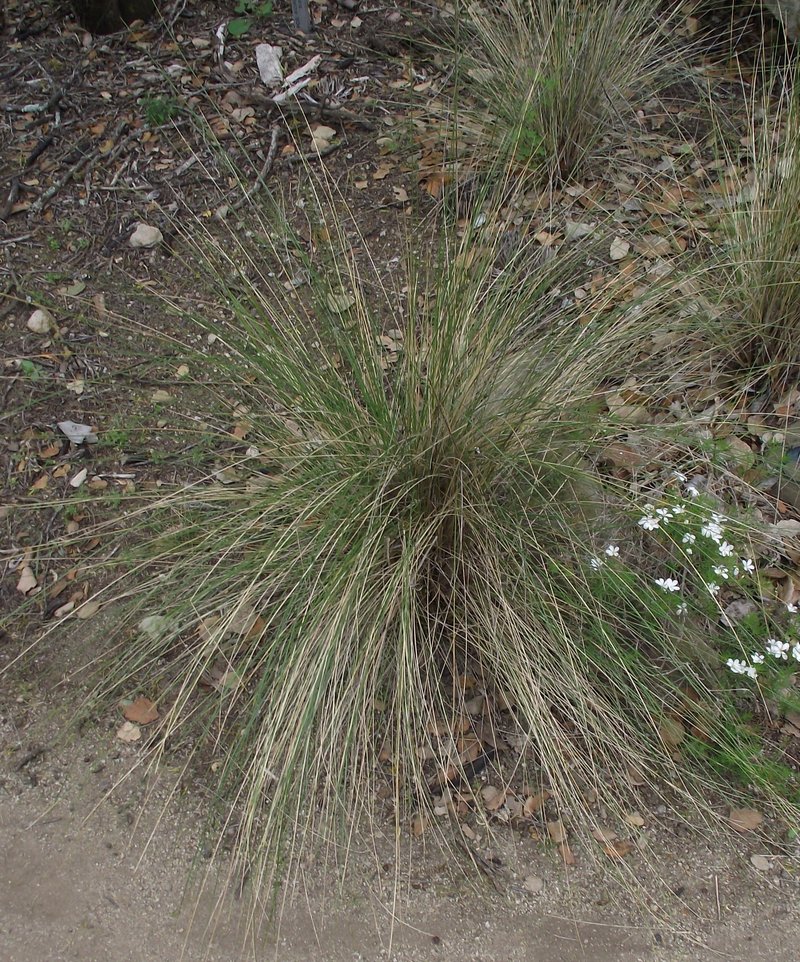Desert Needlegrass