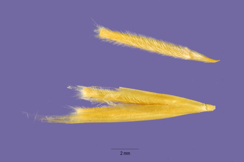 Desert Needlegrass photo 5