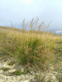 Achnatherum splendens