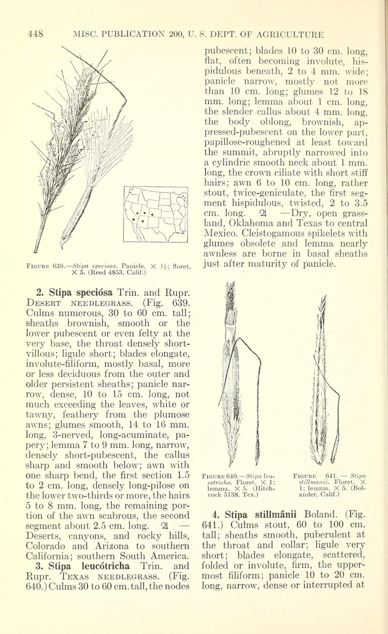 Stillman's Needlegrass