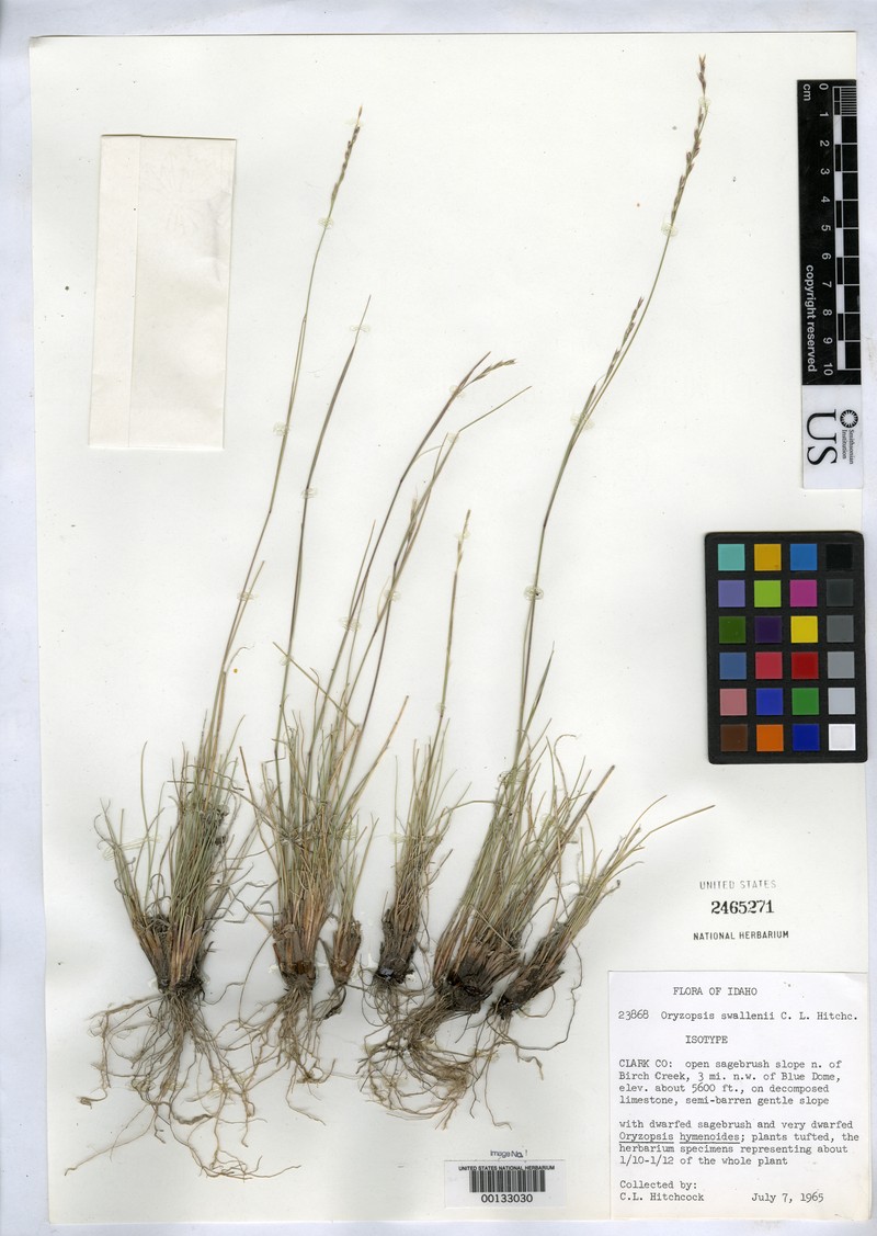 Swallen's Needlegrass