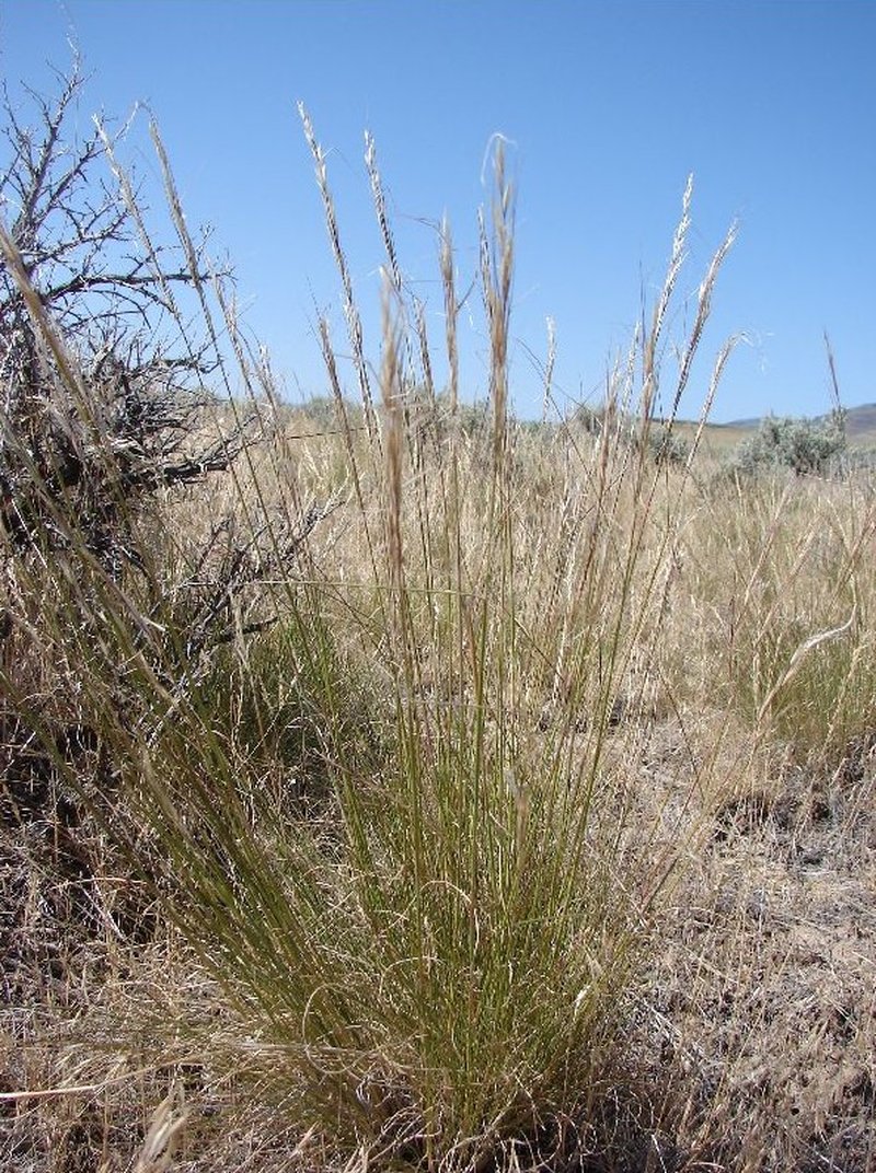 Thurber's Needlegrass