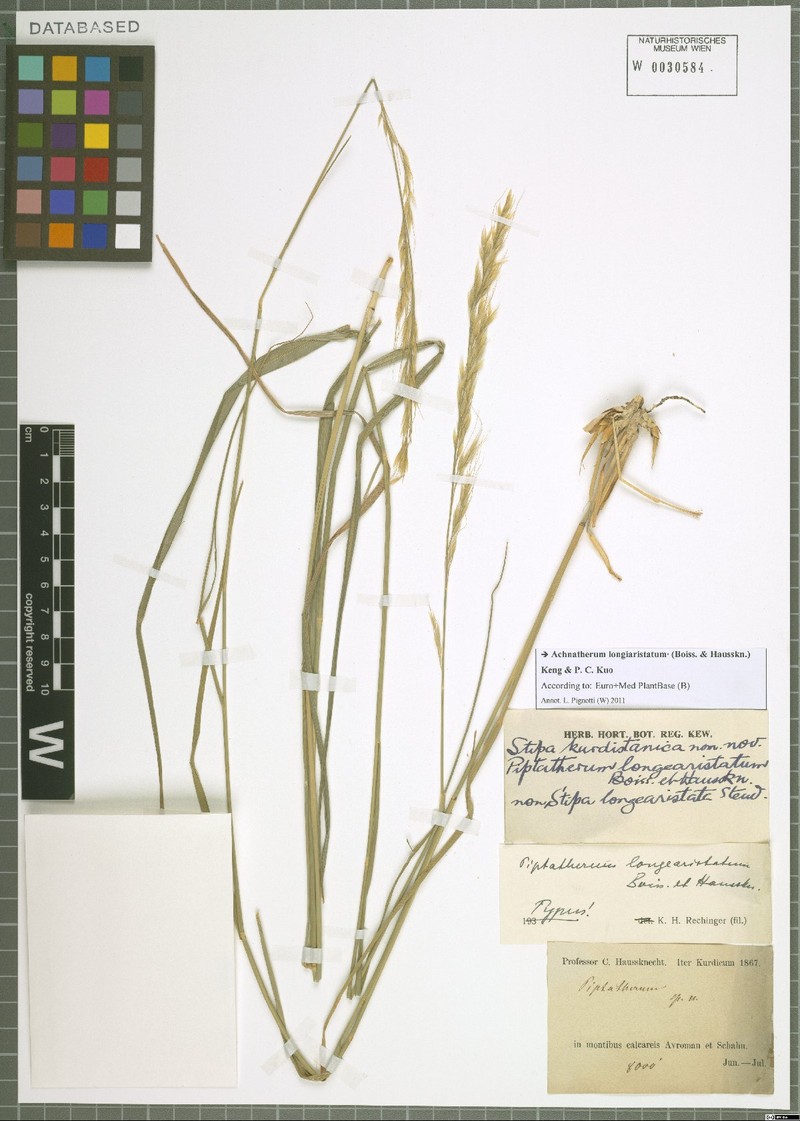 Achnatherum turcomanicum