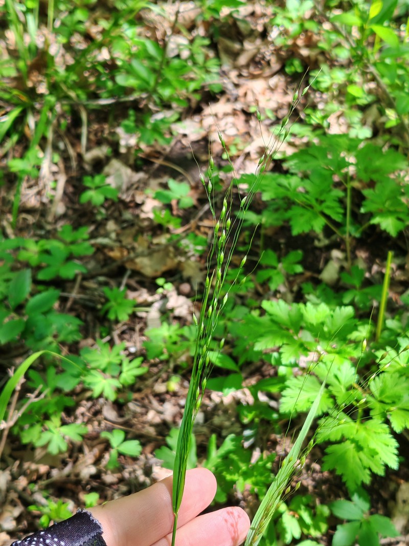 Achnatherum virescens photo 2
