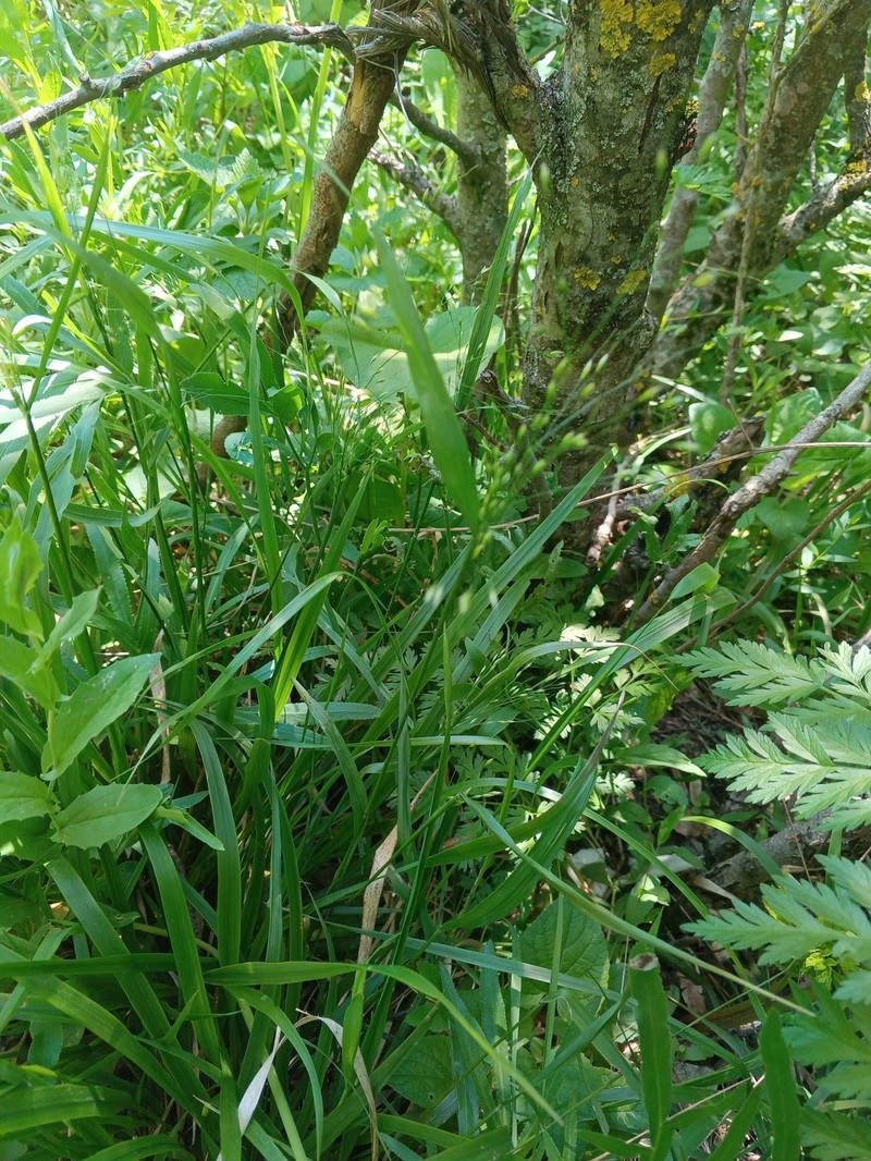Achnatherum virescens photo 3