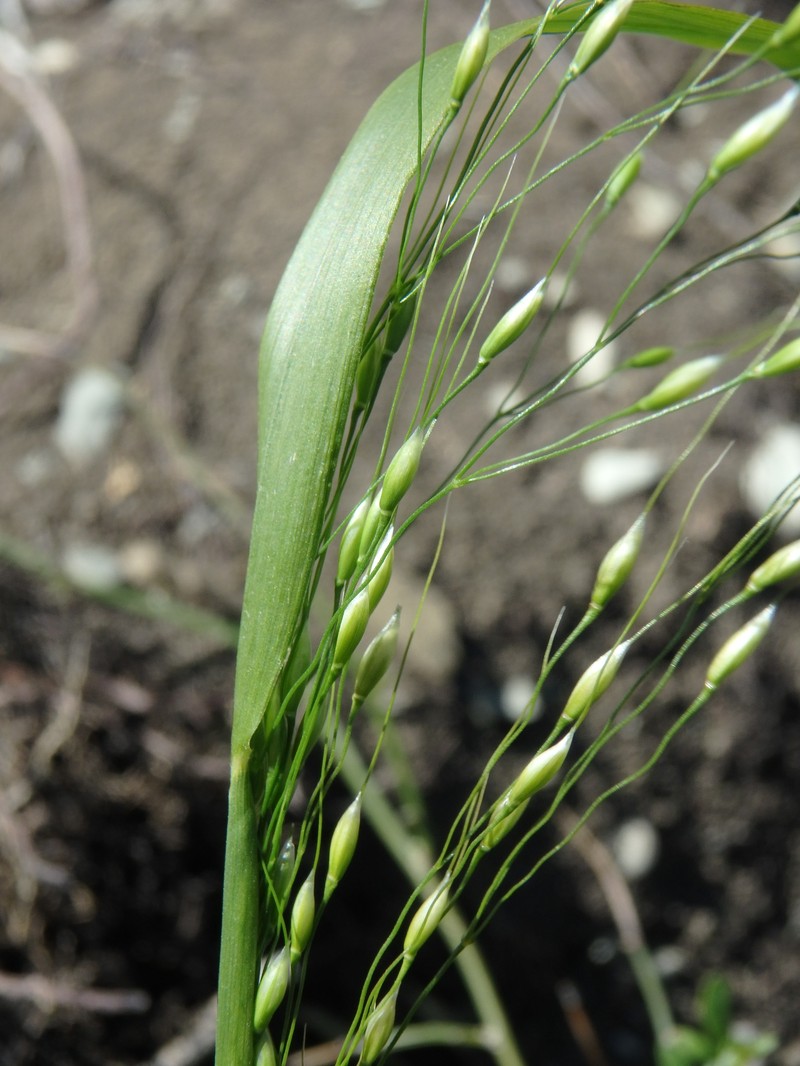 Achnatherum virescens photo 4