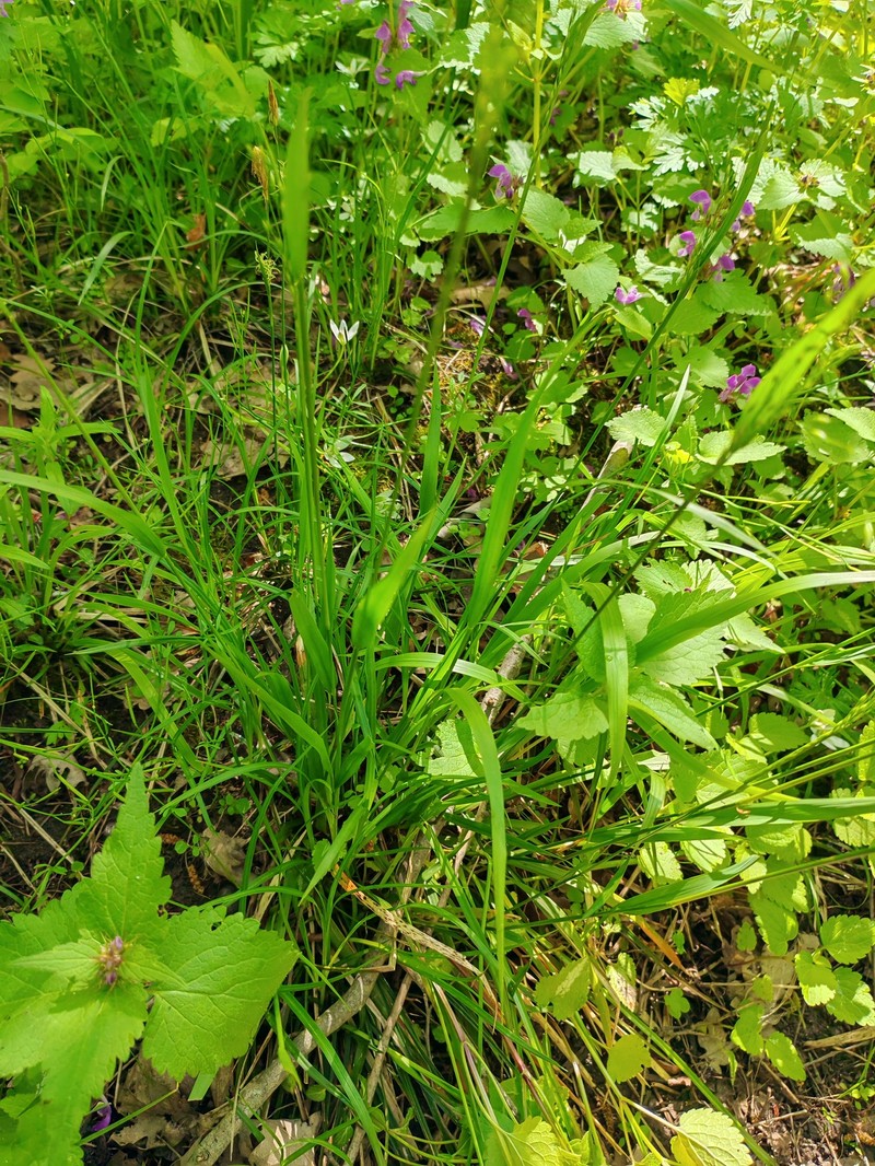 Achnatherum virescens photo 5