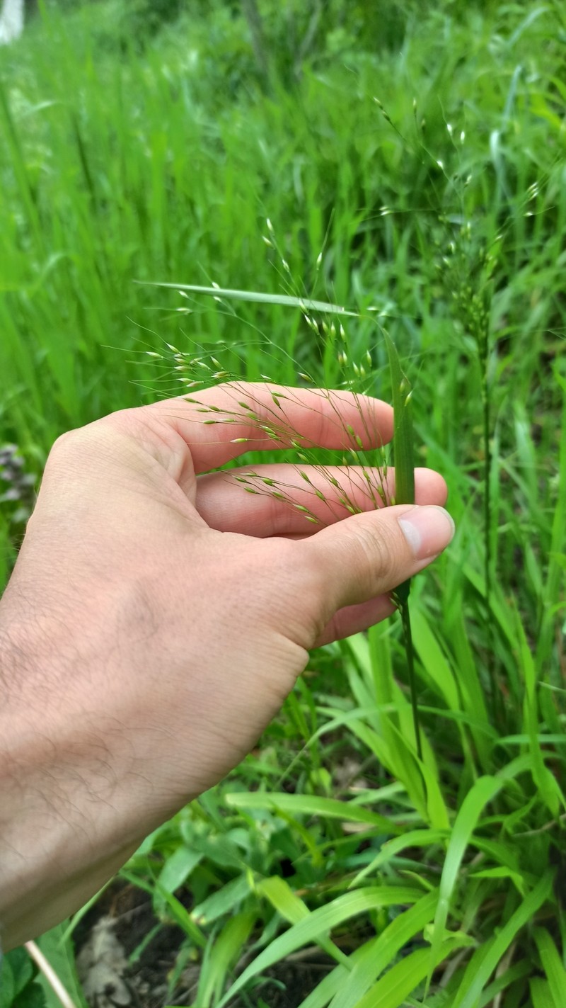 Achnatherum virescens photo 6