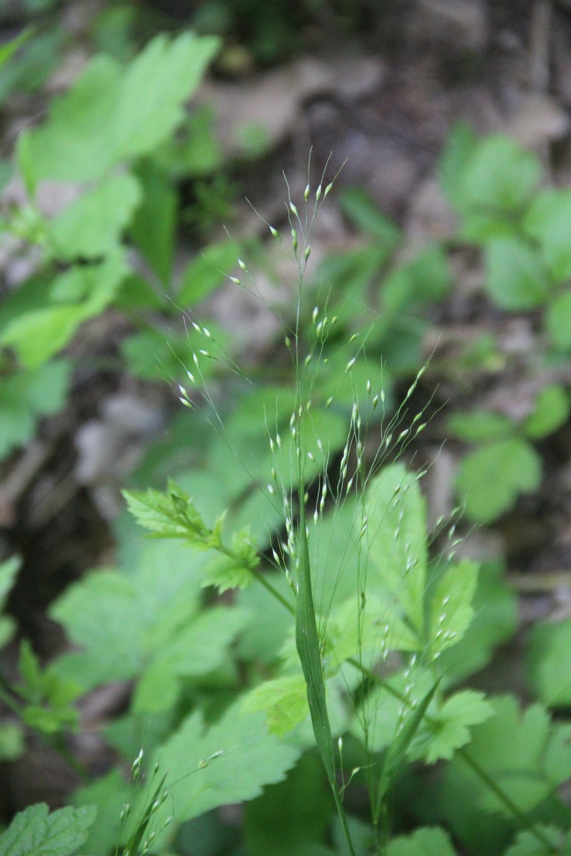 Achnatherum virescens photo 7